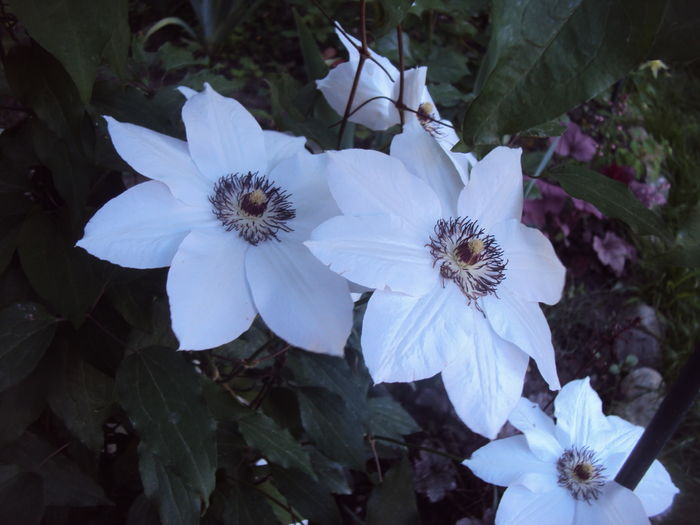 DSC00067