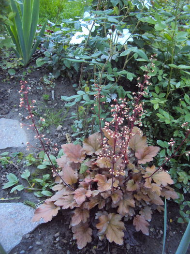 DSC00074 - 2016 Heuchera