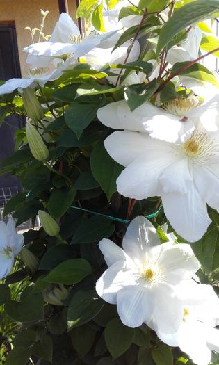 20160511_091330 - 1 clematis 2016