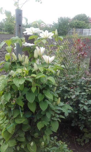 20160508_113727 - 1 clematis 2016