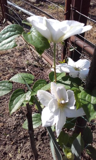 Marie Boisselot - 1 clematis 2016