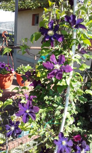 Warszawska nike - 1 clematis 2016