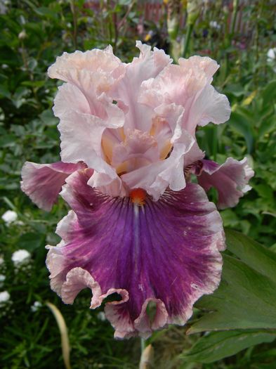 Oxford countess