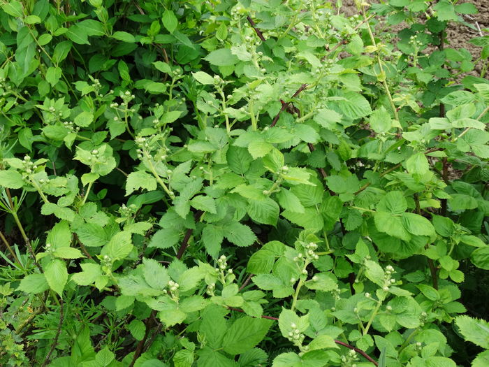 DSC06728 - In gradina 2016