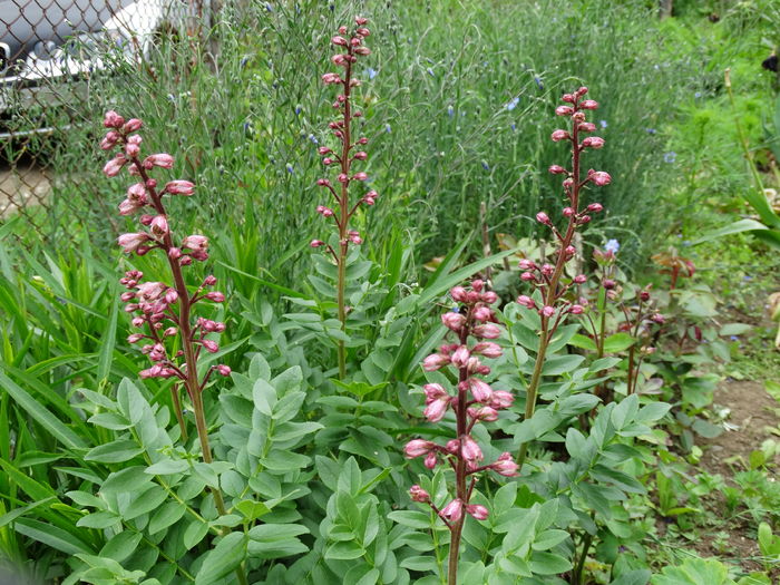 DSC06734 - In gradina 2016