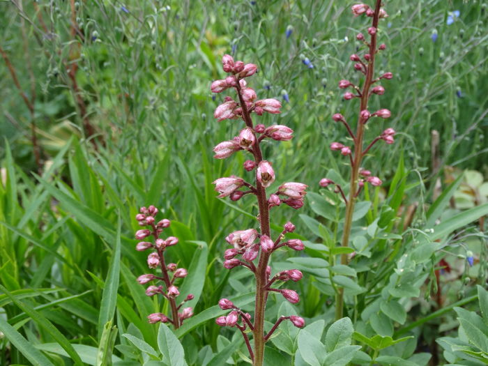 DSC06735 - In gradina 2016