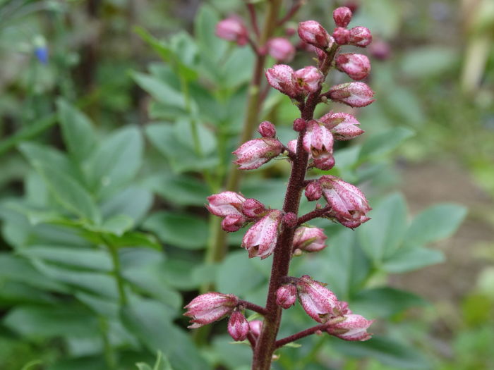 DSC06736 - In gradina 2016