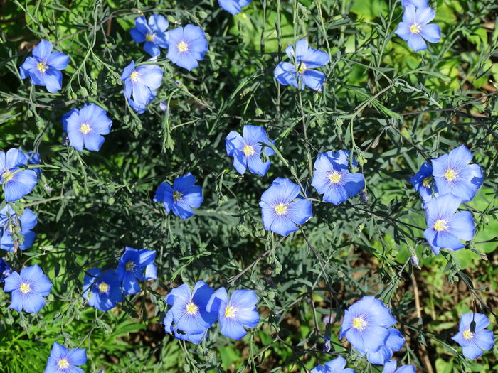 DSC06598 - In gradina 2016