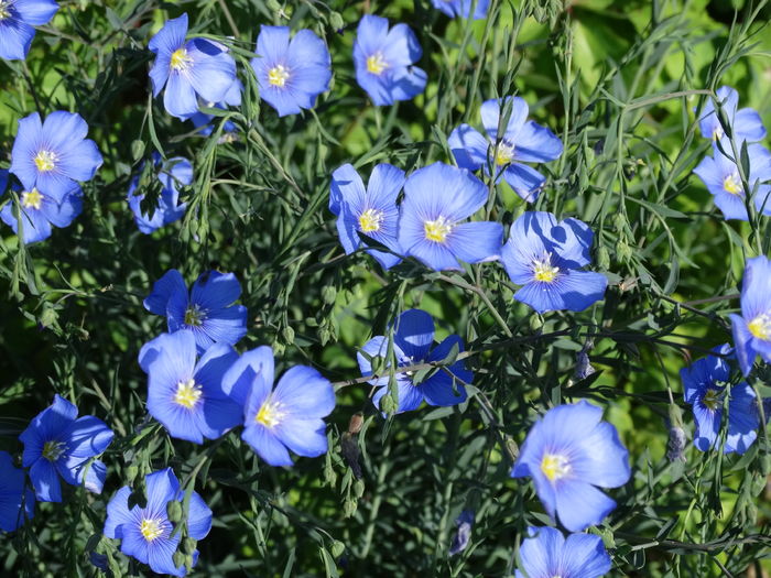 DSC06593 - In gradina 2016