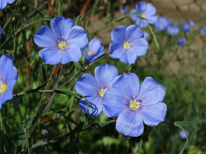 DSC06597 - In gradina 2016