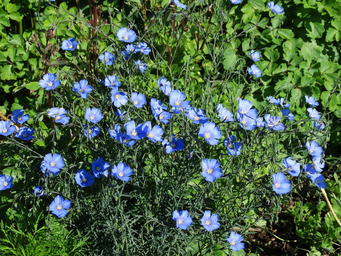 DSC06592 - In gradina 2016