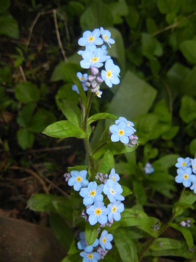 Myosotis alpestris (2016, April 09)