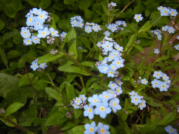 0409 Myosotis alpestris (2016, April 09)04