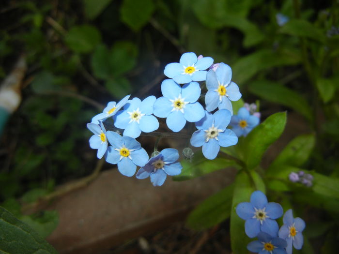 Myosotis alpestris (2016, April 09)