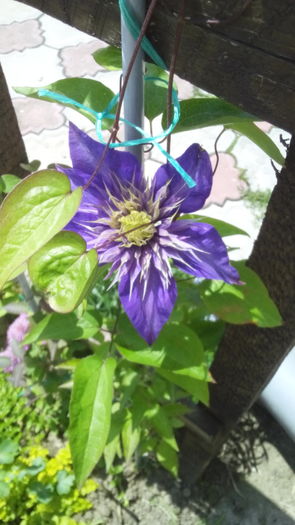 IMG_20160510_135712 - clematis