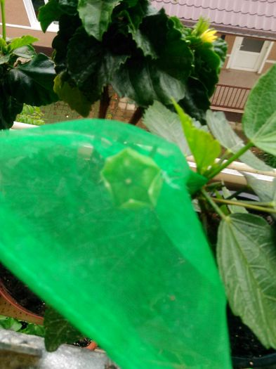 Adonicus Salmon seminte; Adonicus Salmon harnicut,prima floare si primele semin%u021Be.
