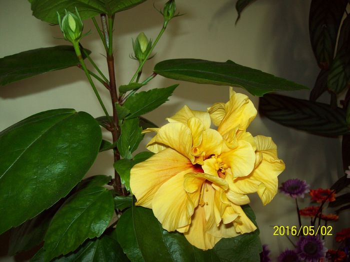 103_5647 - Hibiscusi 2016