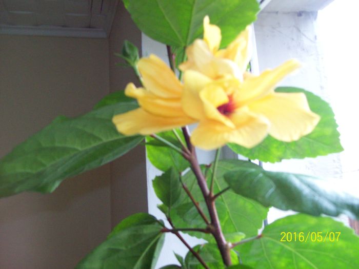 103_5649 - Hibiscusi 2016
