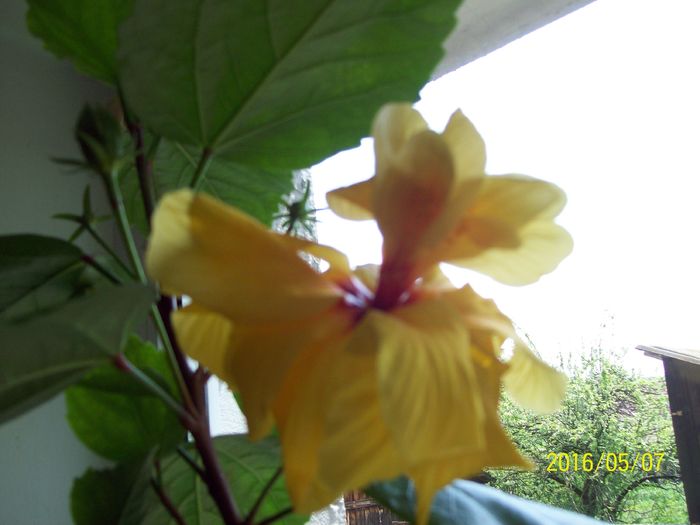 103_5653 - Hibiscusi 2016