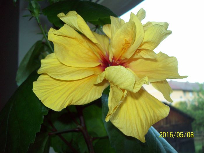 103_5658 - Hibiscusi 2016