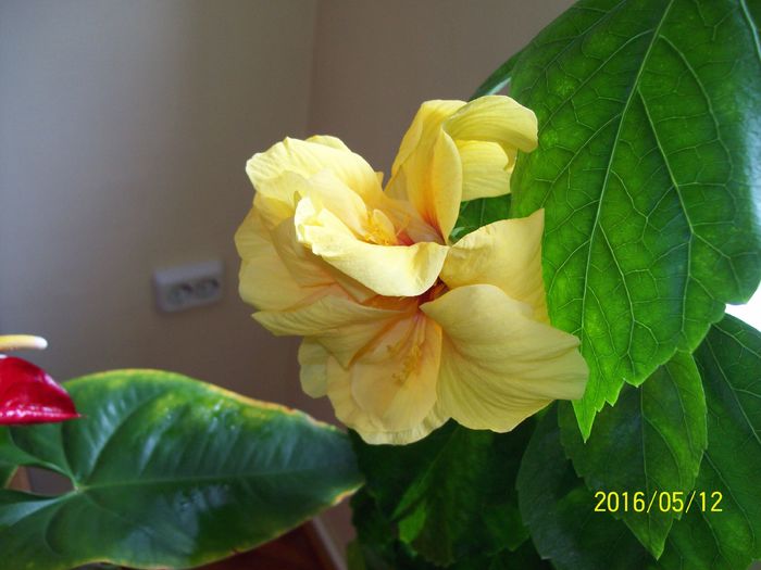 103_5676 - Hibiscusi 2016
