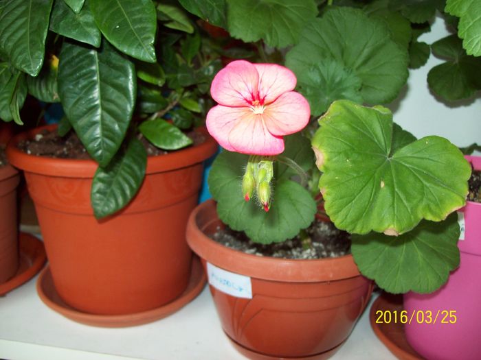 103_5586 - Muscate 2015-2016