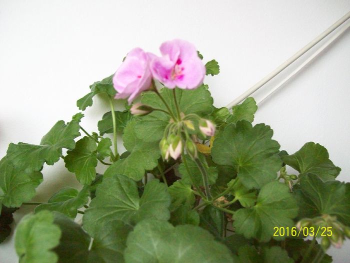 103_5588 - Muscate 2015-2016