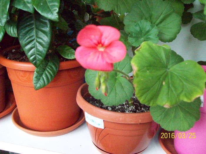 103_5589 - Muscate 2015-2016