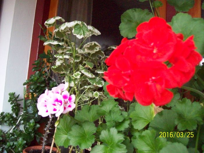 103_5590 - Muscate 2015-2016