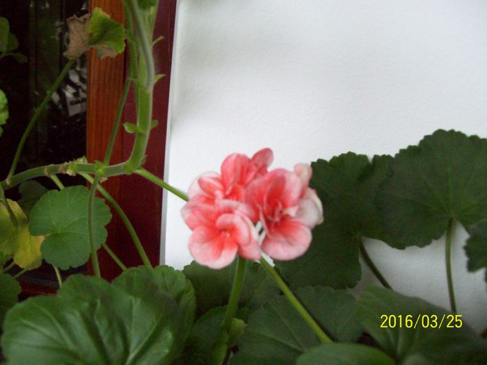 103_5595 - Muscate 2015-2016