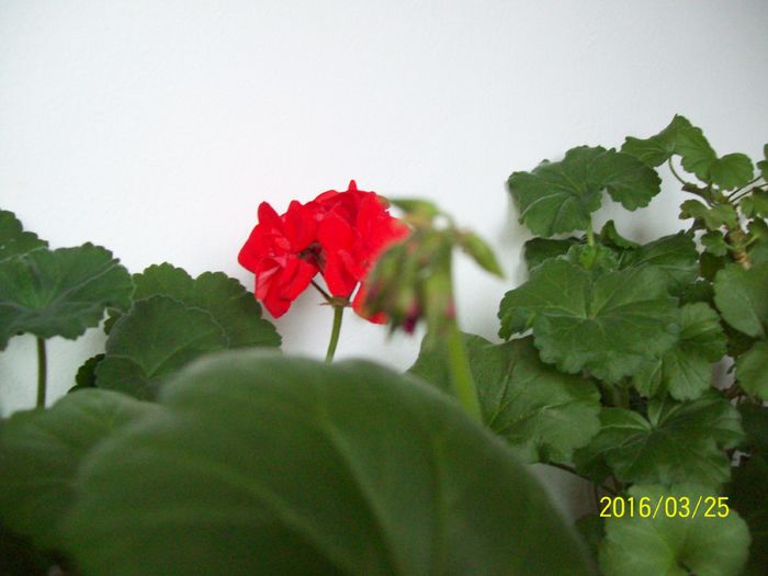 103_5596 - Muscate 2015-2016