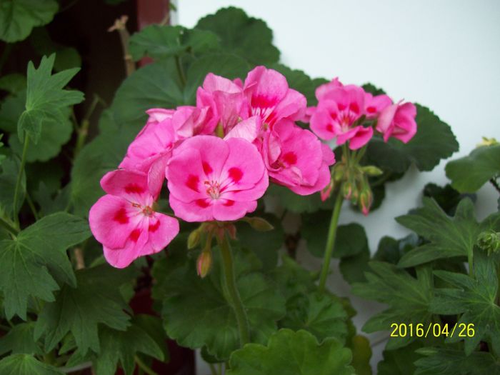 103_5618 - Muscate 2015-2016