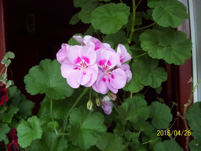 103_5619 - Muscate 2015-2016