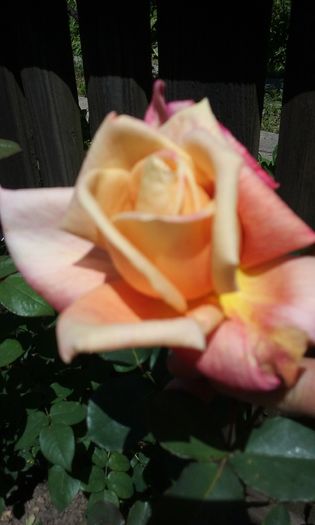 079 - Flori 2016