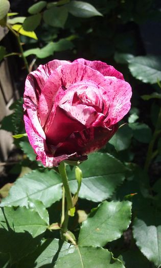 073 - Flori 2016