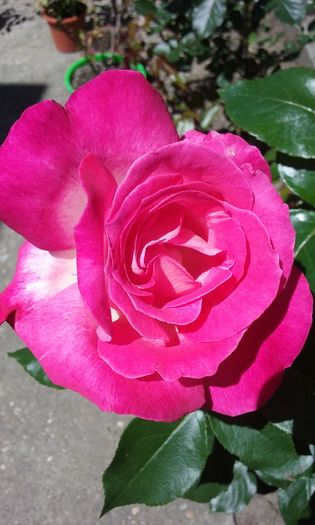 088 - Flori 2016