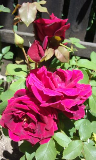 096 - Flori 2016