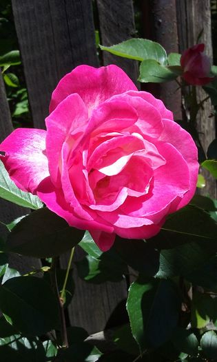 103 - Flori 2016