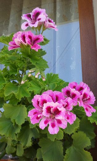 067 - Flori 2016