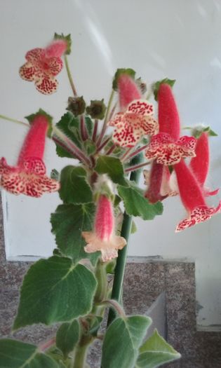 068 - Flori 2016