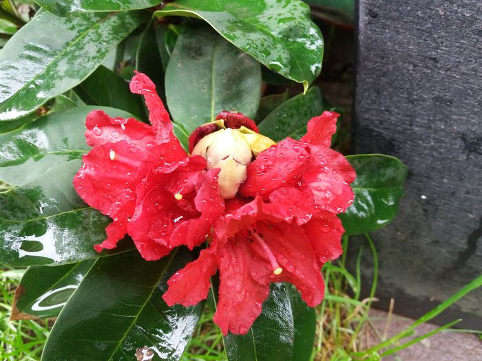 20160513_133029 - de prin jardiniere