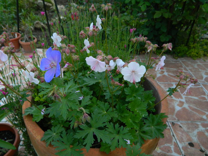 geranium combinat - Prier si florar