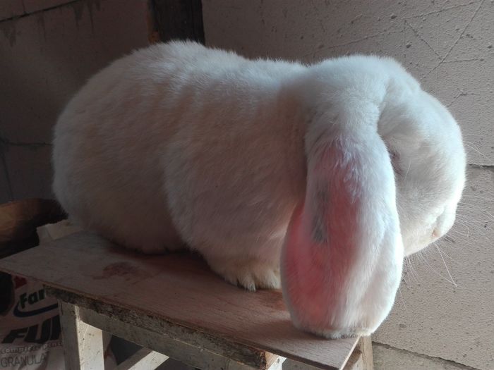 Tatuat cu certificat