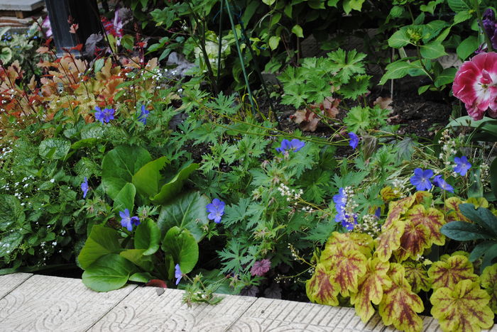 7 mai - 2016 heuchera heucherella brunnera