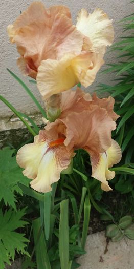 20160512_145257-1 - IRISI