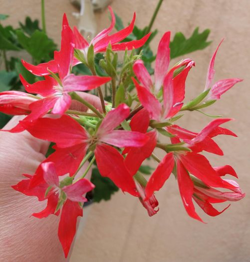 Pierduta