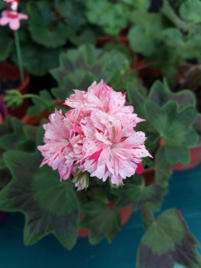20160509_152738 - MUSCATE