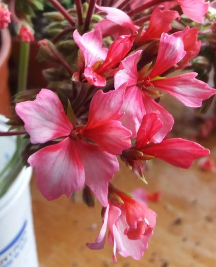 20160509_154216-1 - MUSCATE