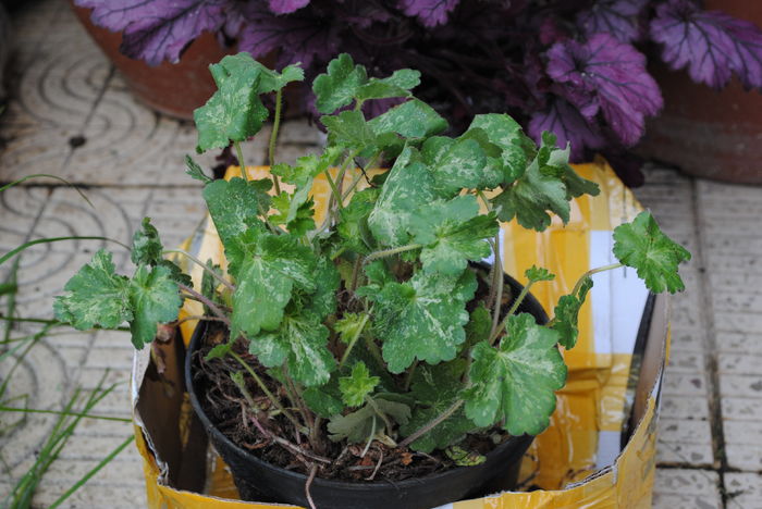 heuchera hercules, pierduta