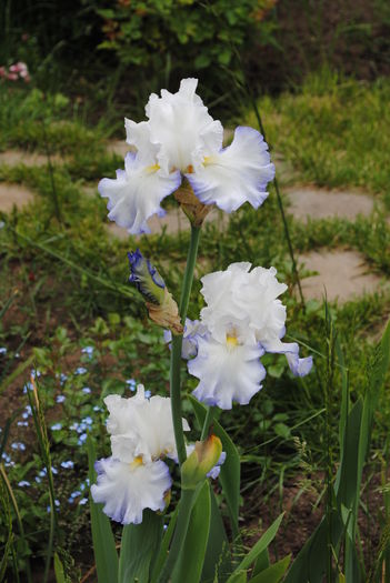 12 mai, AZURE ICICLE